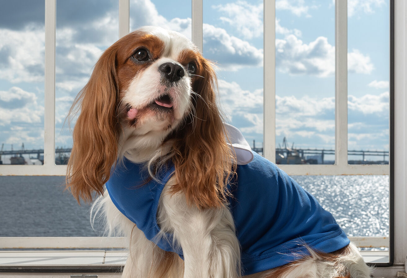 dog sitting with sun protection layer shirt near window